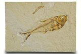 Detailed Fossil Fish (Diplomystus) - Wyoming #333991-1